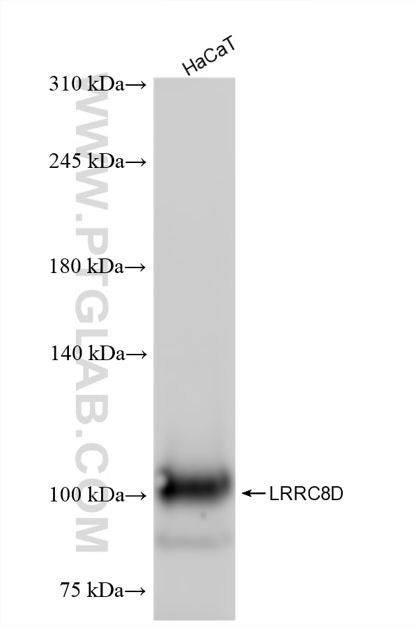 HaCaT cells were subjected to SDS PAGE followed by western blot with 86510-1-RR (LRRC8D antibody) at dilution of 1:10000 incubated at room temperature for 1.5 hours. Western Blot (WB) analysis of HaCaT cells using LRRC8D Recombinant antibody (86510-1-RR)