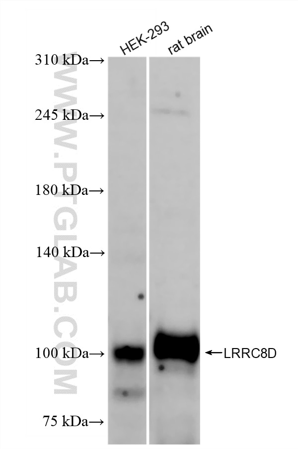 Various lysates were subjected to SDS PAGE followed by western blot with 86510-1-RR (LRRC8D antibody) at dilution of 1:10000 incubated at room temperature for 1.5 hours. Western Blot (WB) analysis of various lysates using LRRC8D Recombinant antibody (86510-1-RR)