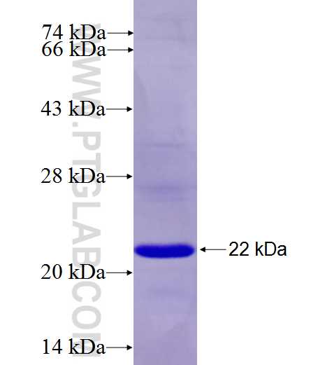 LRRC8E fusion protein Ag26896 SDS-PAGE