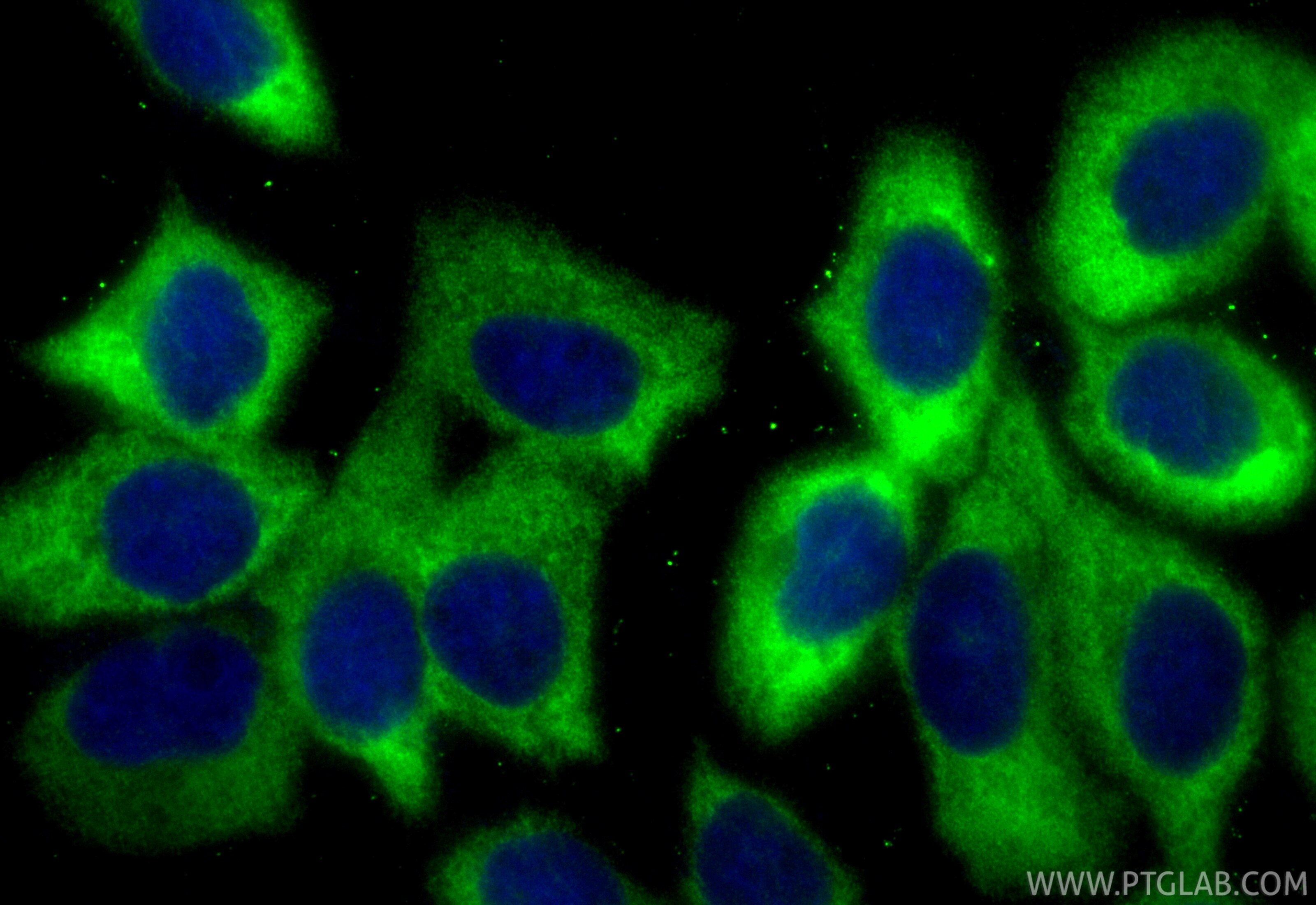 Immunofluorescent analysis of (-20°C Methanol) fixed A431 cells using CoraLite® Plus 488 LRRFIP1 antibody (CL488-84778-4, Clone: 242161C9 ) at dilution of 1:200. Immunofluorescence (IF) / fluorescent staining of A431 cells using CoraLite® Plus 488-conjugated LRRFIP1 Recombinant (CL488-84778-4)