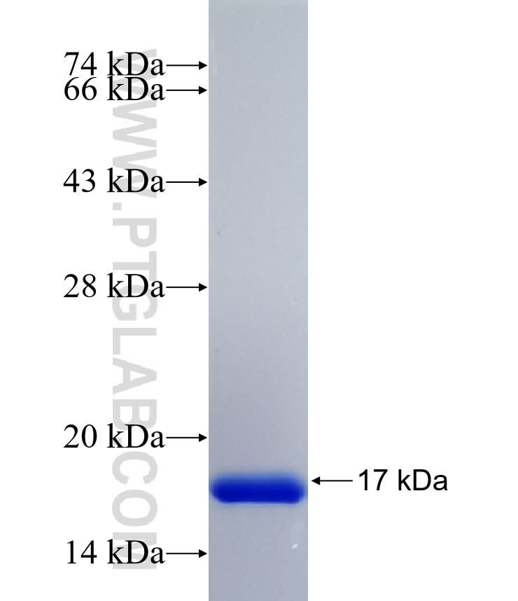 LRRFIP1 fusion protein Ag34536 SDS-PAGE