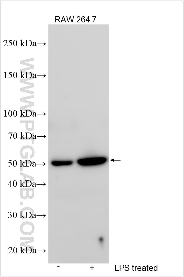 WB analysis using 27614-1-AP (same clone as 27614-1-PBS) Western Blot (WB) analysis of various lysates using LRRFIP2 Polyclonal antibody (27614-1-AP)