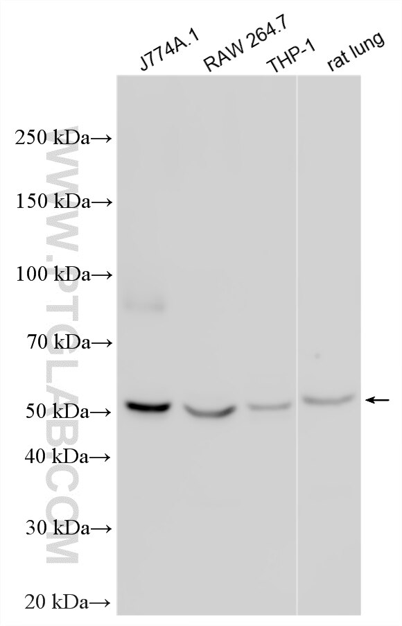 WB analysis using 27614-1-AP (same clone as 27614-1-PBS) Western Blot (WB) analysis of various lysates using LRRFIP2 Polyclonal antibody (27614-1-AP)