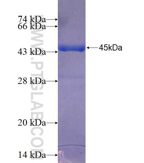 LRRFIP2 fusion protein Ag26355 SDS-PAGE