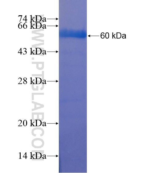 LRRIQ1 fusion protein Ag22057 SDS-PAGE