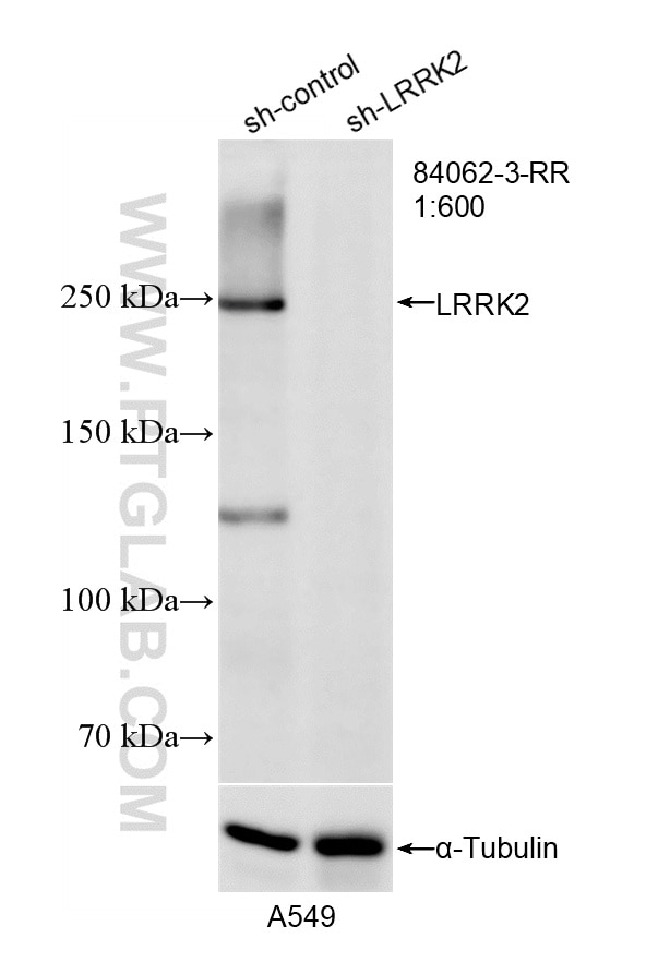 Western Blot (WB) analysis of A549 cells using LRRK2 Recombinant monoclonal antibody (84062-3-RR)