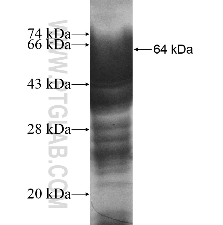 LRRN1 fusion protein Ag10870 SDS-PAGE