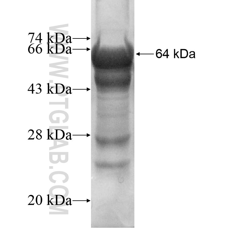 LRRN2 fusion protein Ag10792 SDS-PAGE