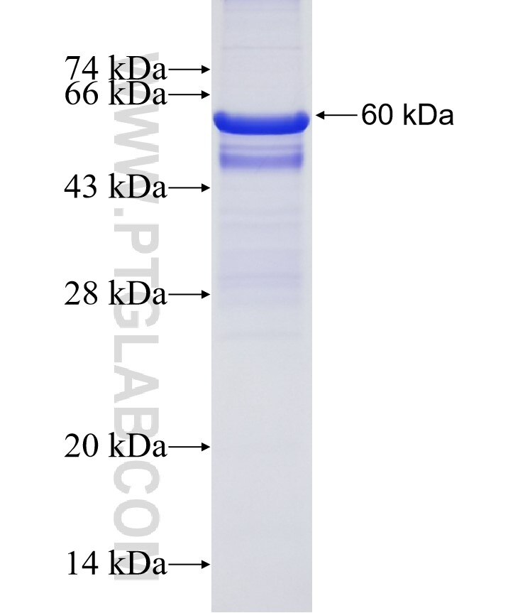 LRRN2 fusion protein Ag10792 SDS-PAGE