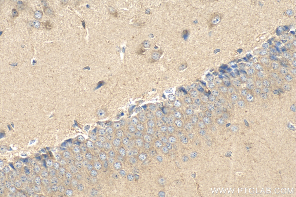 Immunohistochemistry (IHC) staining of mouse brain tissue using LRRN4 Polyclonal antibody (25793-1-AP)