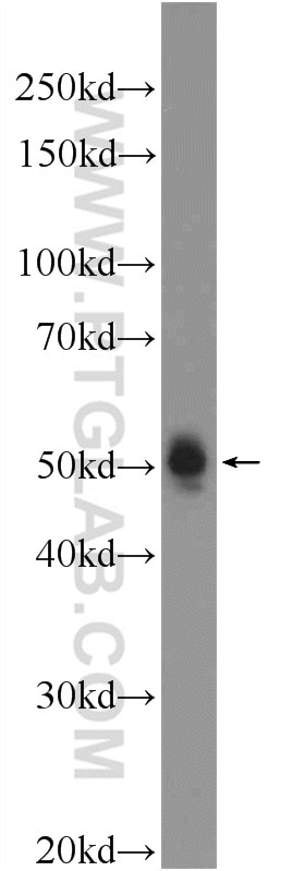 Western Blot (WB) analysis of mouse brain tissue using LRRTM1 Polyclonal antibody (14288-1-AP)