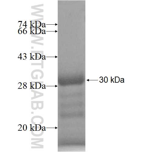 LRRTM4 fusion protein Ag9699 SDS-PAGE
