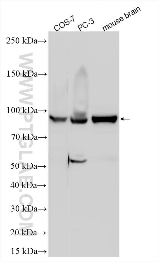 WB analysis using 24666-1-AP Western Blot (WB) analysis of various lysates using LRSAM1 Polyclonal antibody (24666-1-AP)