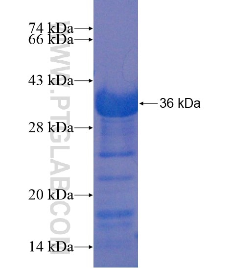 LRSAM1 fusion protein Ag20415 SDS-PAGE