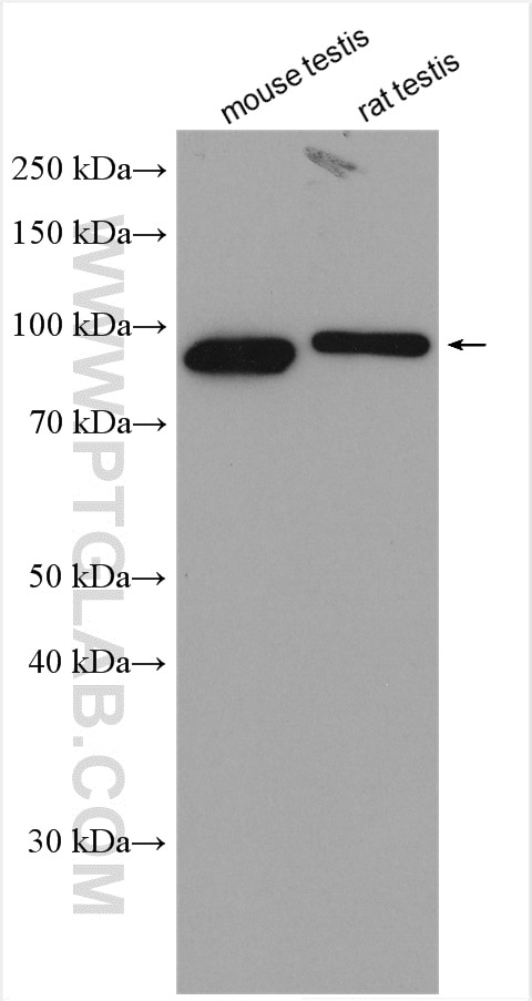 Western Blot (WB) analysis of various lysates using LRWD1 Polyclonal antibody (19546-1-AP)