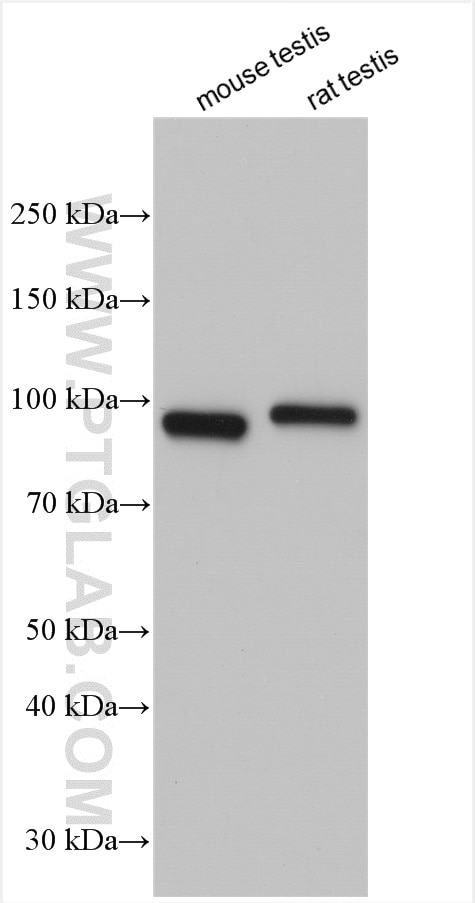 Western Blot (WB) analysis of various lysates using LRWD1 Polyclonal antibody (19546-1-AP)