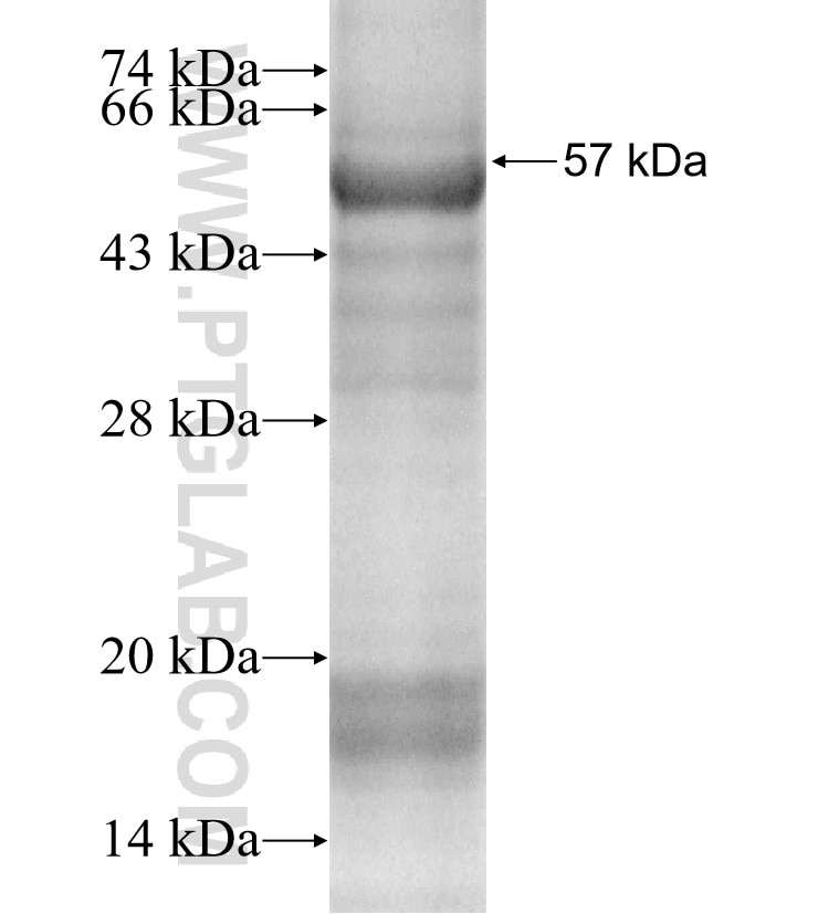 LSAMP fusion protein Ag4542 SDS-PAGE