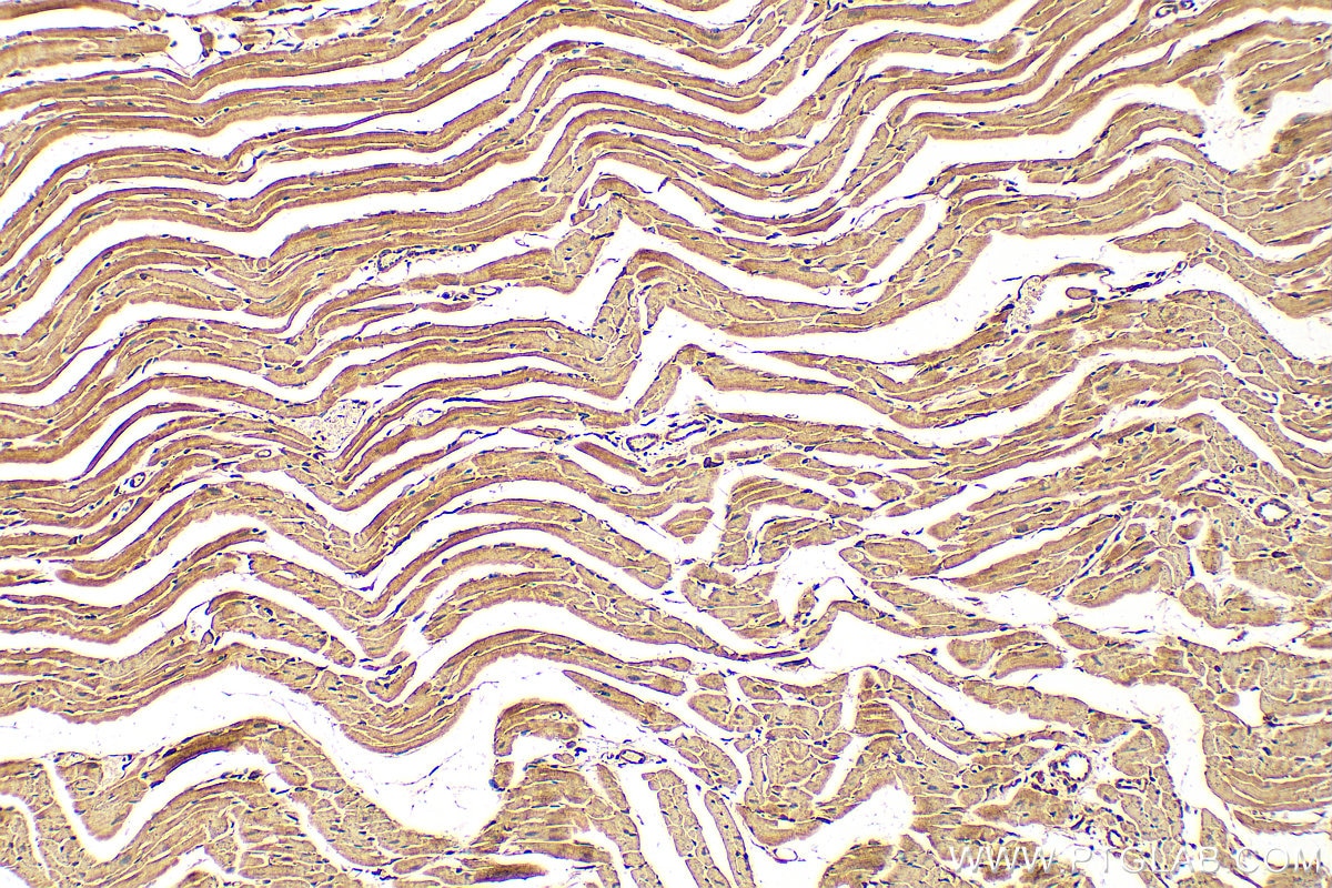 IHC staining of mouse heart using 26951-1-AP