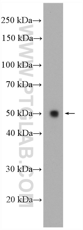 Western Blot (WB) analysis of mouse liver tissue using Perilipin 5 Polyclonal antibody (26951-1-AP)