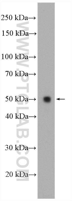 WB analysis of mouse liver using 26951-1-AP