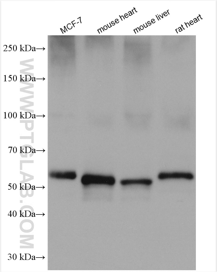 Western Blot (WB) analysis of various lysates using Perilipin 5 Polyclonal antibody (26951-1-AP)
