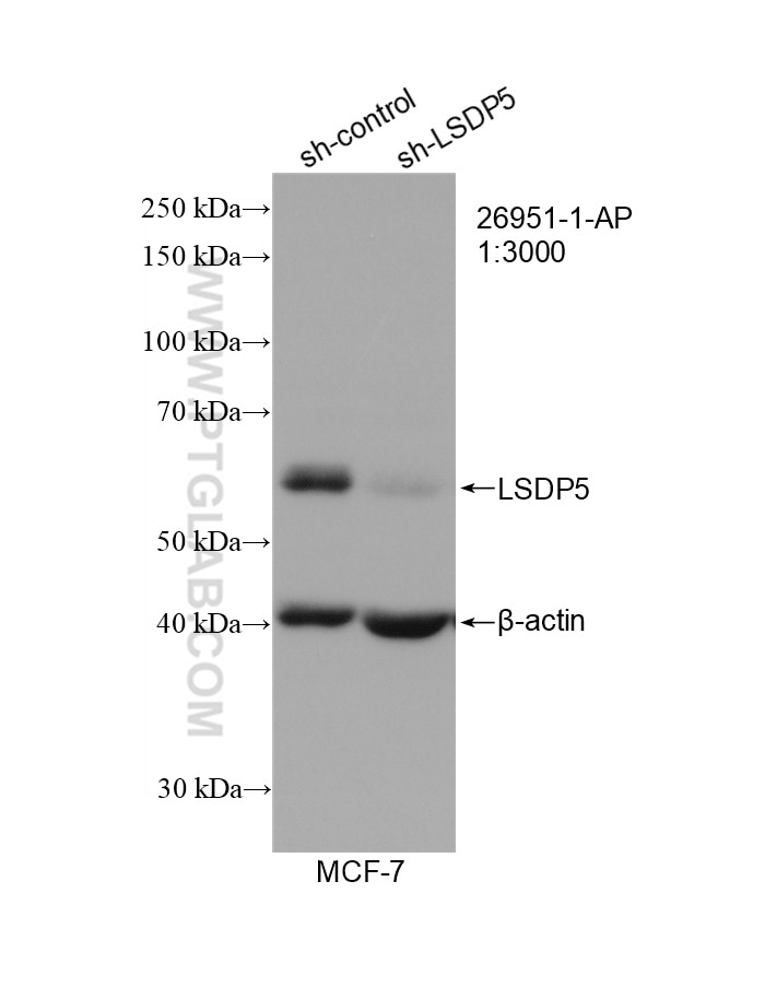 Western Blot (WB) analysis of MCF-7 cells using Perilipin 5 Polyclonal antibody (26951-1-AP)
