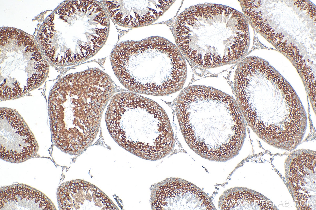 Immunohistochemical analysis of paraffin-embedded rat testis tissue slide using 17750-1-AP (LSG1 antibody) at dilution of 1:200 (under 10x lens). Heat mediated antigen retrieval with Tris-EDTA buffer (pH 9.0). Immunohistochemistry (IHC) staining of rat testis tissue using LSG1 Polyclonal antibody (17750-1-AP)