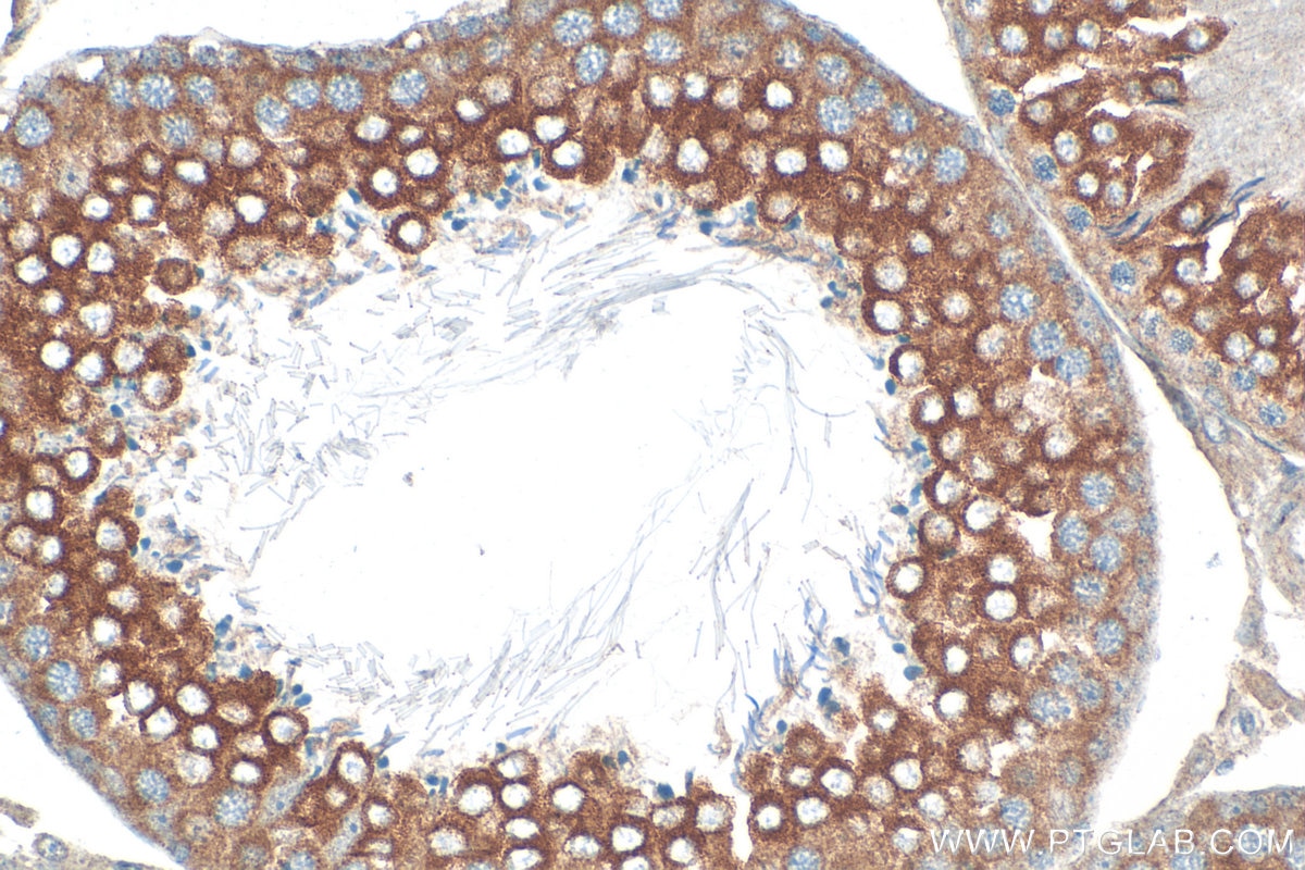 Immunohistochemical analysis of paraffin-embedded rat testis tissue slide using 17750-1-AP (LSG1 antibody) at dilution of 1:200 (under 40x lens). Heat mediated antigen retrieval with Tris-EDTA buffer (pH 9.0). Immunohistochemistry (IHC) staining of rat testis tissue using LSG1 Polyclonal antibody (17750-1-AP)