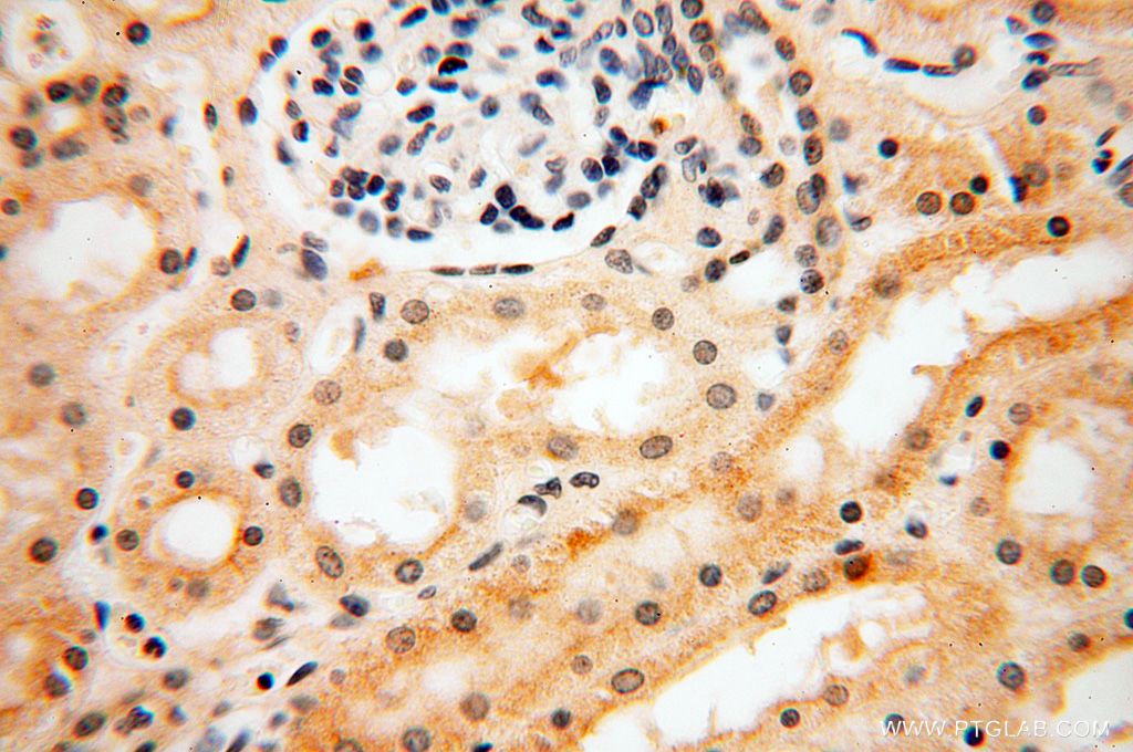 Immunohistochemistry (IHC) staining of human kidney tissue using LSG1 Polyclonal antibody (17750-1-AP)