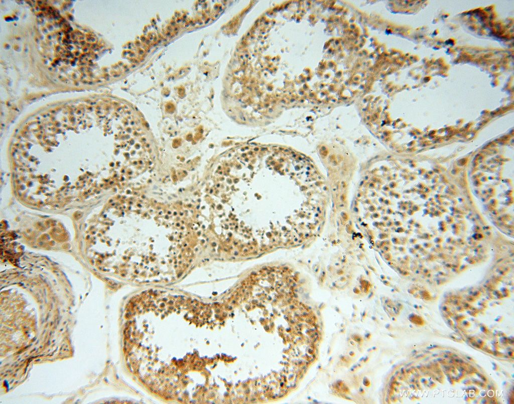 Immunohistochemistry (IHC) staining of human testis tissue using LSG1 Polyclonal antibody (17750-1-AP)