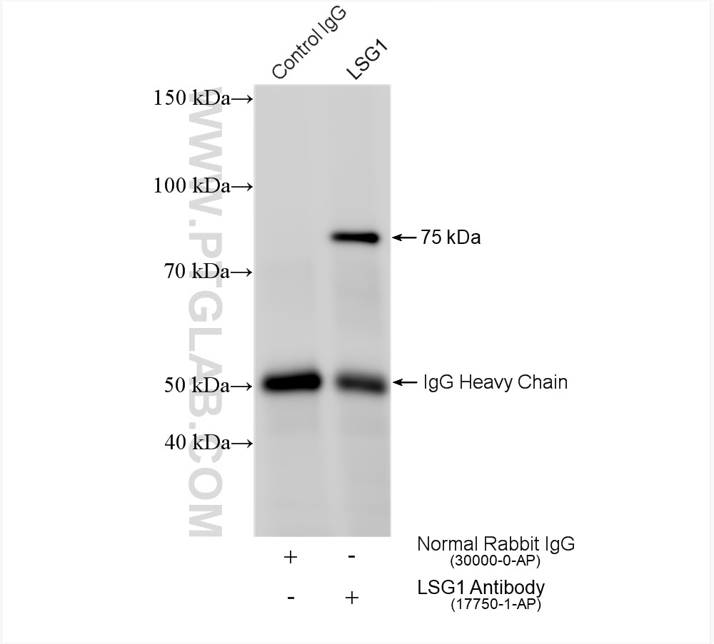 Immunoprecipitation (IP) experiment of HeLa cells using LSG1 Polyclonal antibody (17750-1-AP)