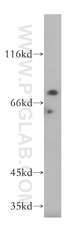 Western Blot (WB) analysis of HeLa cells using LSG1 Polyclonal antibody (17750-1-AP)