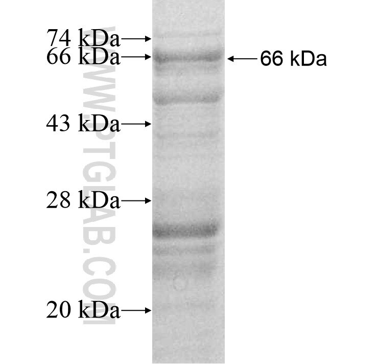 LSG1 fusion protein Ag12016 SDS-PAGE