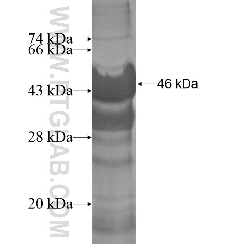 LSG1 fusion protein Ag12224 SDS-PAGE