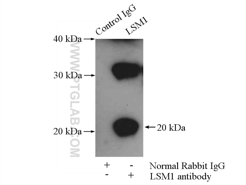 Immunoprecipitation (IP) experiment of HeLa cells using LSM1 Polyclonal antibody (10259-1-AP)