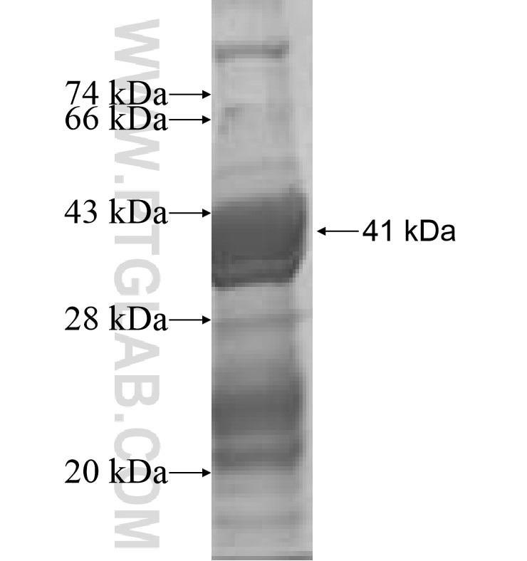 LSM1 fusion protein Ag0232 SDS-PAGE