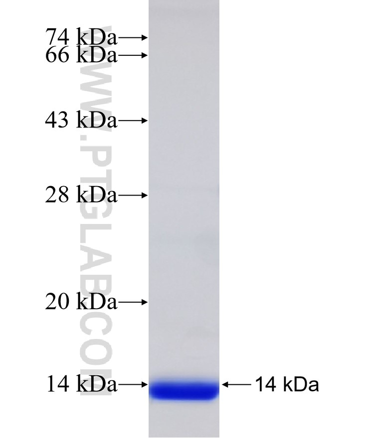 LSM10 fusion protein Ag32944 SDS-PAGE LSM10 fusion protein Ag32944 SDS-PAGE