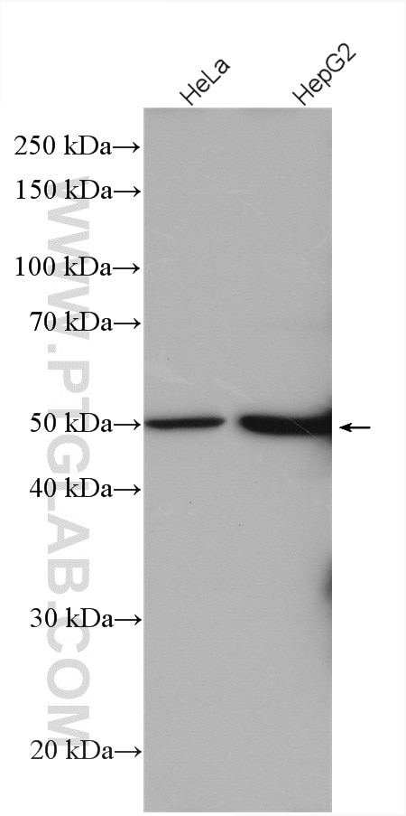 Western Blot (WB) analysis of various lysates using LSM11 Polyclonal antibody (26119-1-AP)