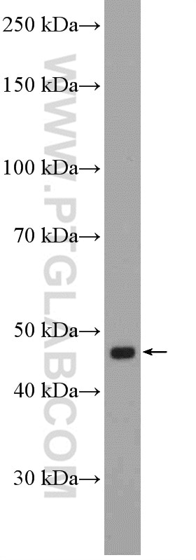 Western Blot (WB) analysis of HepG2 cells using LSM11 Polyclonal antibody (26119-1-AP)