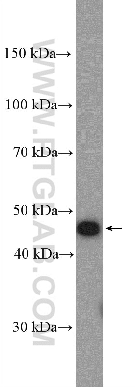 Western Blot (WB) analysis of HeLa cells using LSM11 Polyclonal antibody (26119-1-AP)
