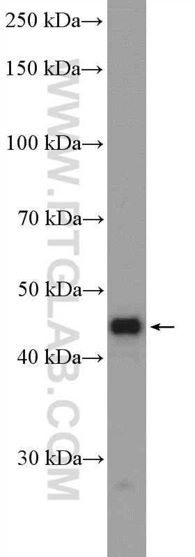 Western Blot (WB) analysis of HepG2 cells using LSM11 Polyclonal antibody (26119-1-AP)