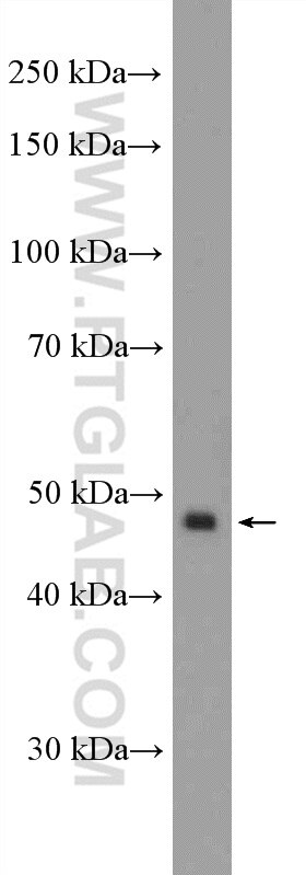 Western Blot (WB) analysis of HeLa cells using LSM11 Polyclonal antibody (26119-1-AP)