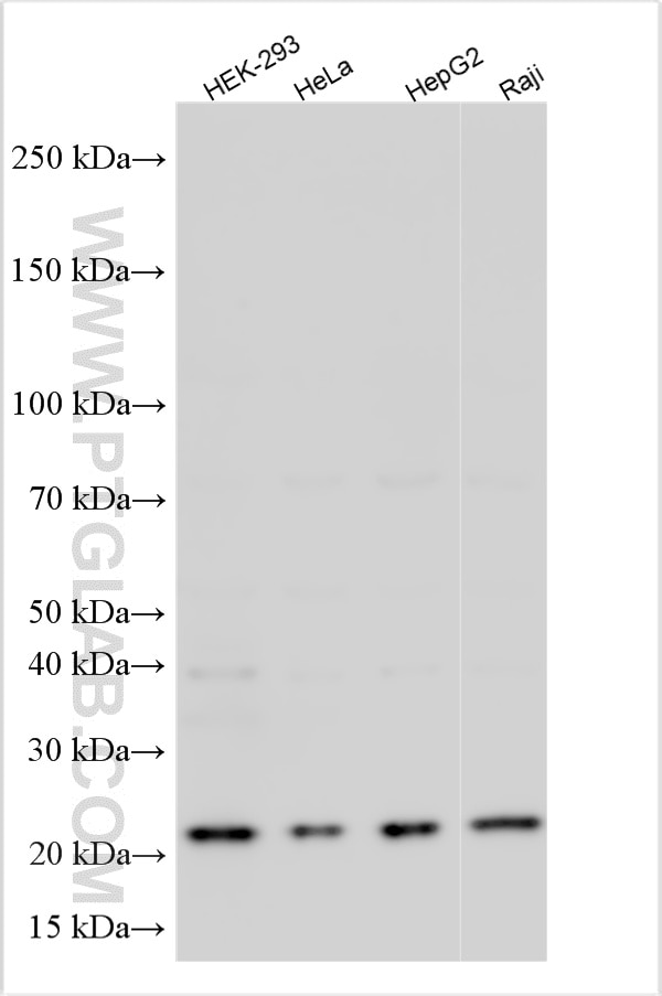 WB analysis using 16670-1-AP Western Blot (WB) analysis of various lysates using LSM12 Polyclonal antibody (16670-1-AP)