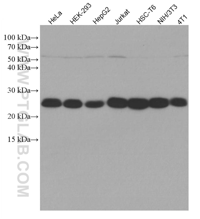 Western Blot (WB) analysis of various lysates using LSM12 Monoclonal antibody (67029-1-Ig)