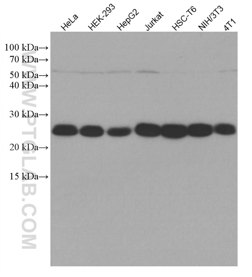 Western Blot (WB) analysis of various lysates using LSM12 Monoclonal antibody (67029-1-Ig)
