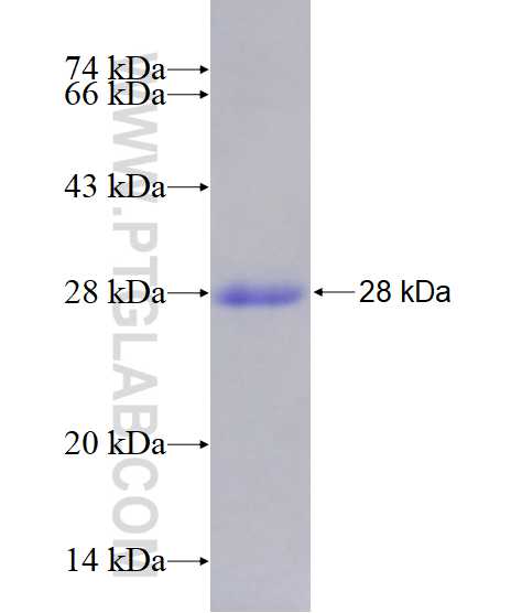 LSM12 fusion protein Ag28782 SDS-PAGE
