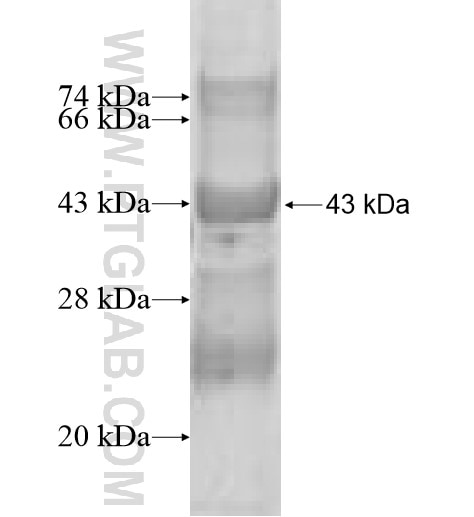 LSM12 fusion protein Ag10150 SDS-PAGE