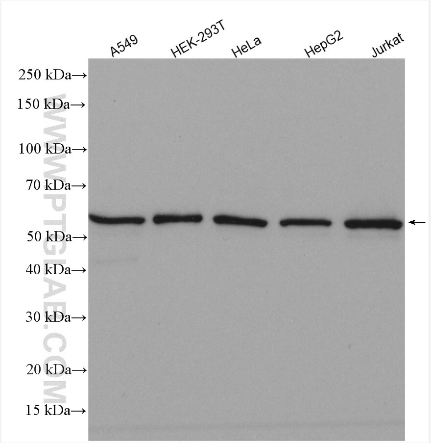 Western Blot (WB) analysis of various lysates using LSM14A Polyclonal antibody (18336-1-AP)