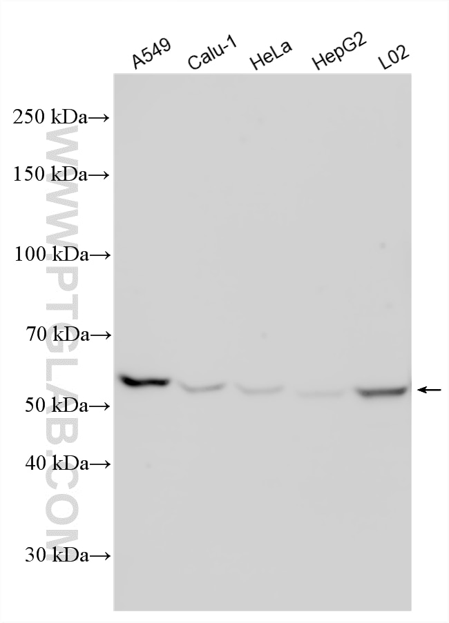 WB analysis using 33966-1-AP Western Blot (WB) analysis of various lysates using LSM14A Polyclonal antibody (33966-1-AP)