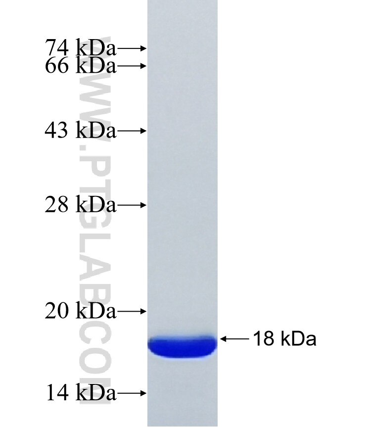 LSM14A fusion protein Ag42013 SDS-PAGE LSM14A fusion protein Ag42013 SDS-PAGE